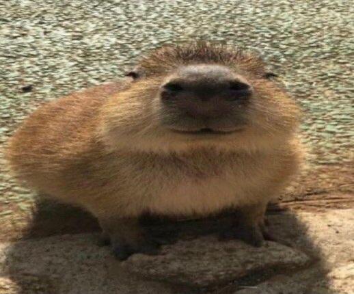 Capybara 9